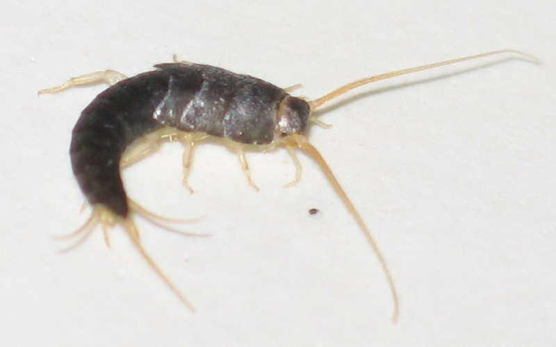 Sokeritoukka