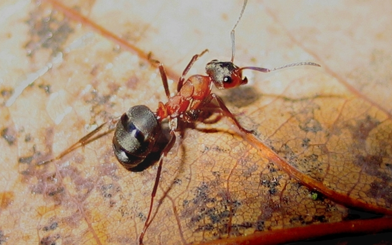 Muurahaiset